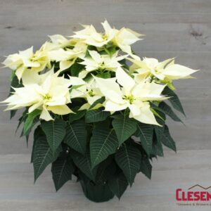 POINSETTIA - WHITE 7.5" 2 BRANCH
