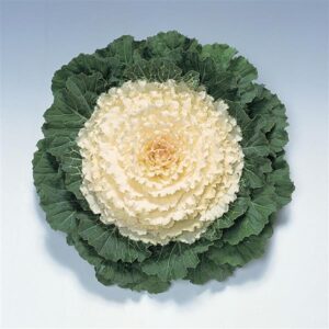 ORNAMENTAL CABBAGE - PIGEON WHITE 4IN