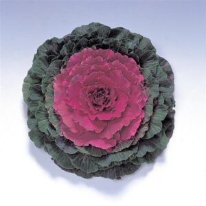 ORNAMENTAL CABBAGE - PIGEON RED 4IN