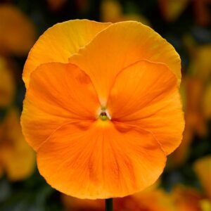 PANSY - DELTA PRO CLEAR ORANGE 4IN